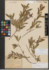 Foto von Salix triandra subsp. amygdalina (L.) Schübl. & G. Martens